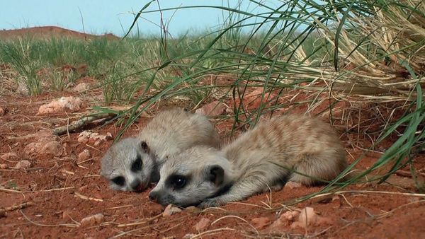 Baby Animals in the Wild - Bebés del desierto