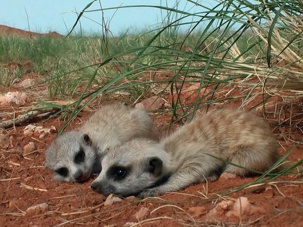 Baby Animals in the Wild - Bebés del desierto