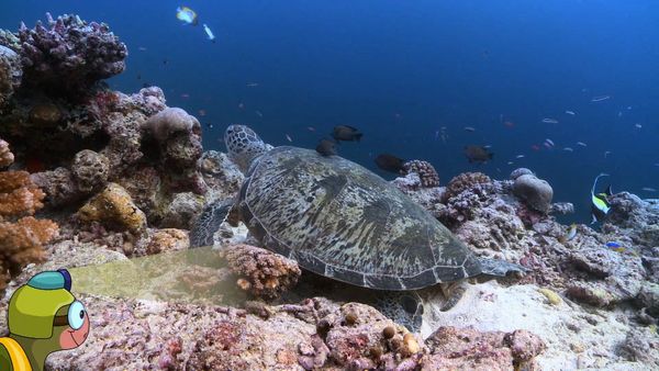 My Animal Friends Underwater LAS - Comida