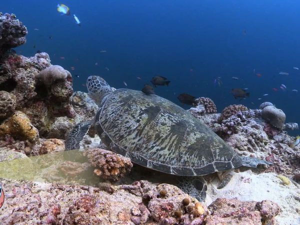 My Animal Friends Underwater LAS - Comida