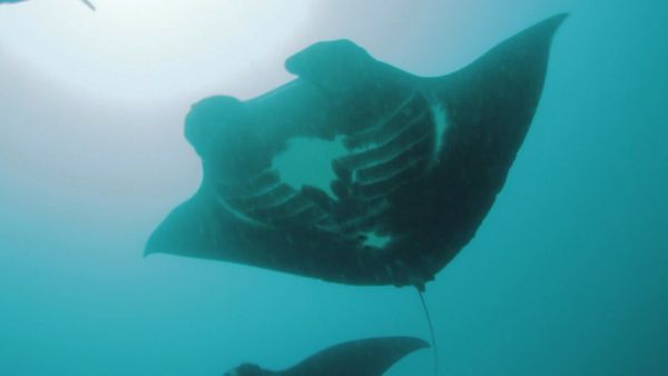 My Animal Friends Underwater LAS - Grandes amigos