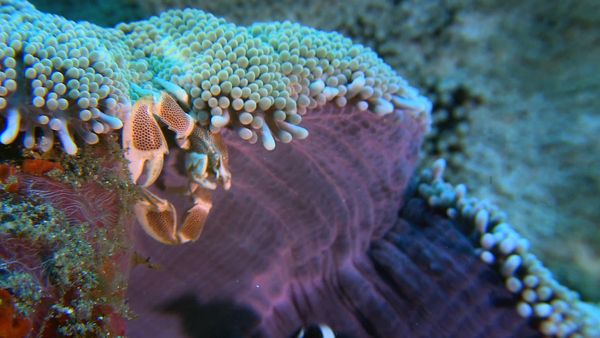 My Animal Friends Underwater LAS - Hogares
