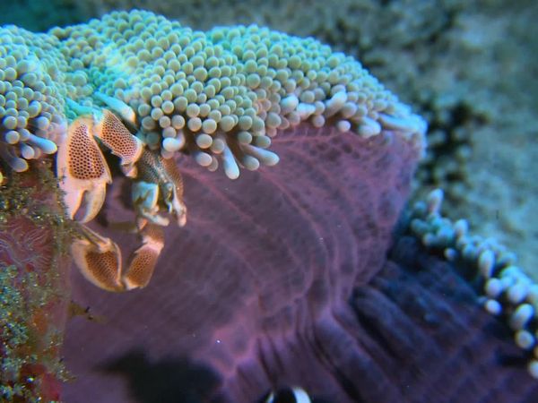 My Animal Friends Underwater LAS - Hogares