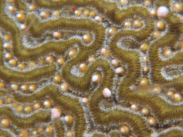 My Animal Friends Underwater LAS - Crías