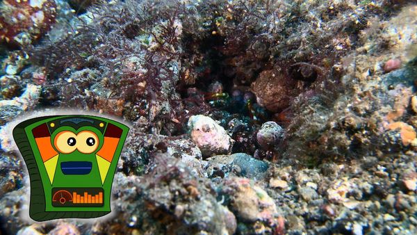 My Animal Friends Underwater LAS - Defensa
