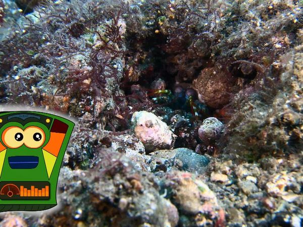 My Animal Friends Underwater LAS - Defensa