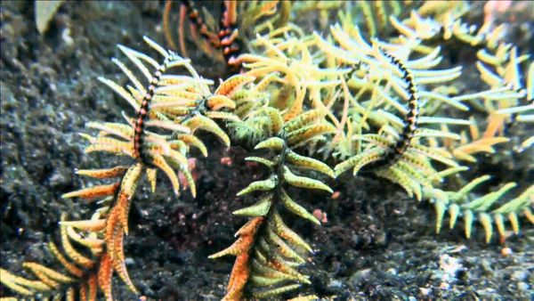 My Animal Friends Underwater LAS - Formas asombrosas