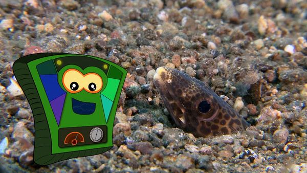 My Animal Friends Underwater LAS - Depredadores