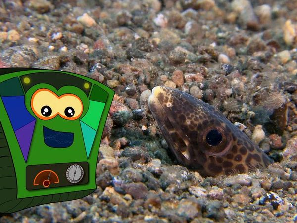 My Animal Friends Underwater LAS - Depredadores