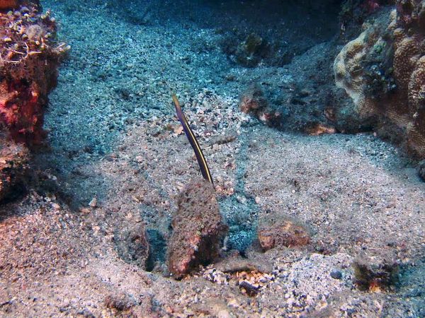 My Animal Friends Underwater LAS - Colores locos