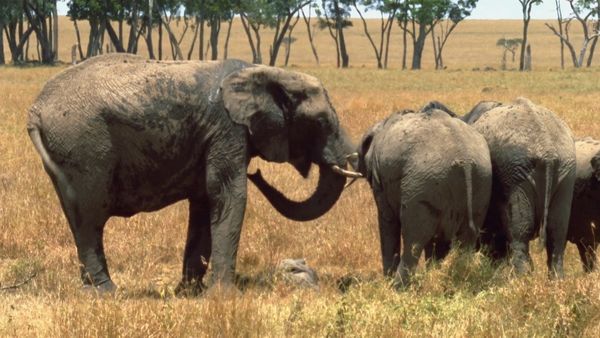 Mis animales amigos - Elephant