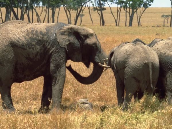 Mis animales amigos - Elephant
