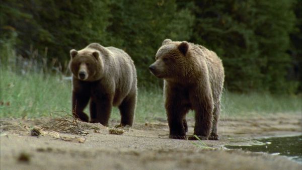 Mis animales amigos - Bear