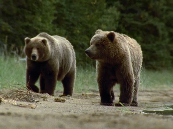 Mis animales amigos - Bear