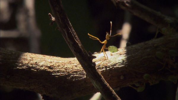 Mis animales amigos - Ants