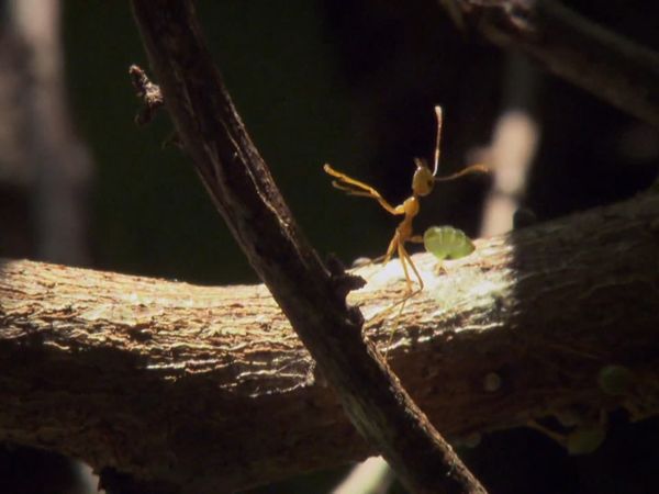 Mis animales amigos - Ants