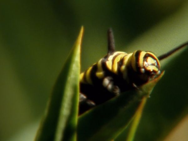Mis animales amigos - Butterfly