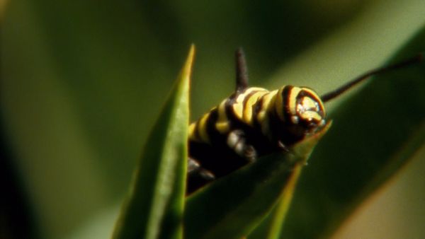 My Animal Friends - Mariposa