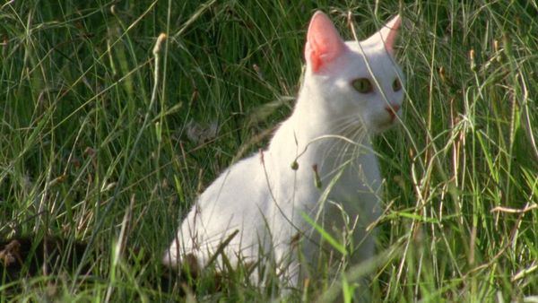 My Animal Friends - Gato