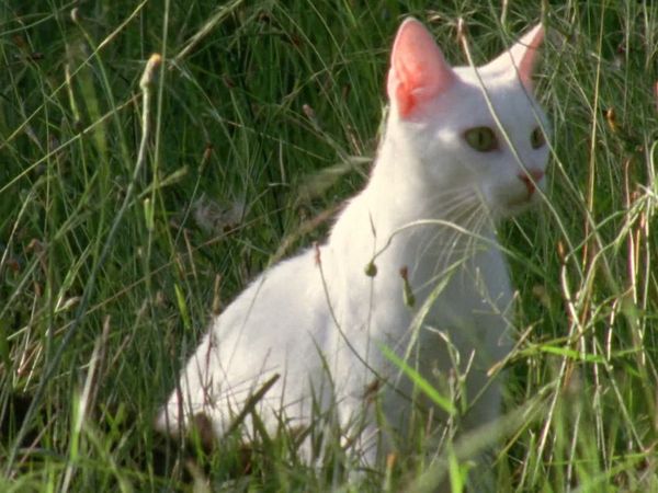 My Animal Friends - Gato