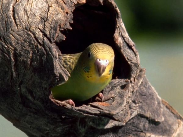 My Animal Friends - Periquito