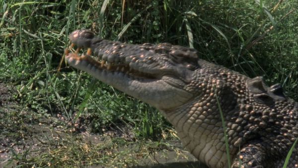 My Animal Friends - Cocodrilo