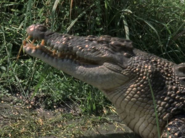My Animal Friends - Cocodrilo