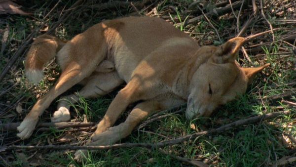 My Animal Friends - Dingo