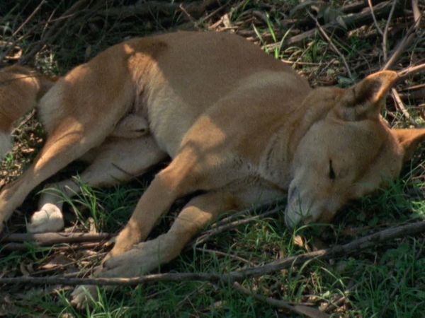 My Animal Friends - Dingo