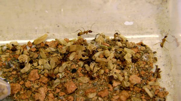 Xploration Station: Awesome Planet - Insects