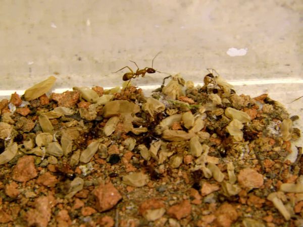 Xploration Station: Awesome Planet - Insects