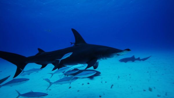 Xploration Station: Awesome Planet - Bahamas
