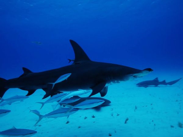 Xploration Station: Awesome Planet - Bahamas