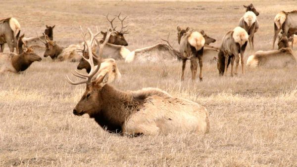 Xploration Station: Awesome Planet - Animal Migrations
