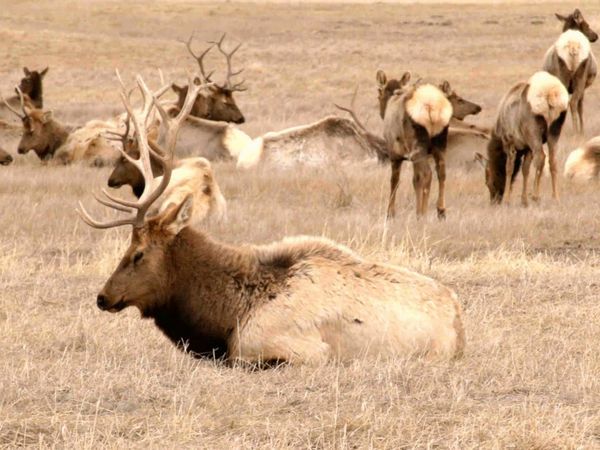 Xploration Station: Awesome Planet - Animal Migrations