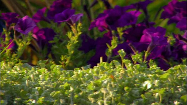Smithsonian Garden Secrets - Episode 2