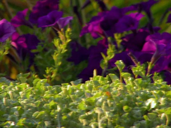 Smithsonian Garden Secrets - Episode 2