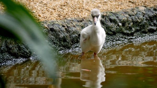Baby Animals in the Wild - Crías húmedas