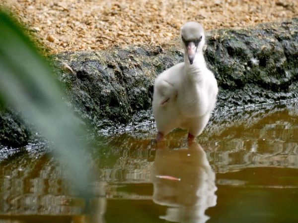 Baby Animals in the Wild - Crías húmedas