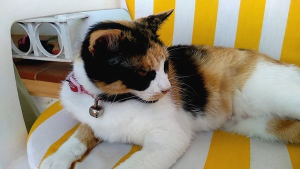 Oh Mi Mascota - Episodio 43
