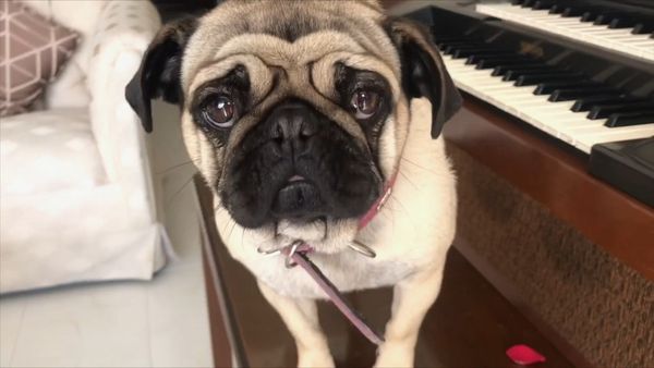 Oh Mi Mascota - Episodio 41