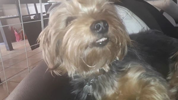 Oh Mi Mascota - Episodio 40