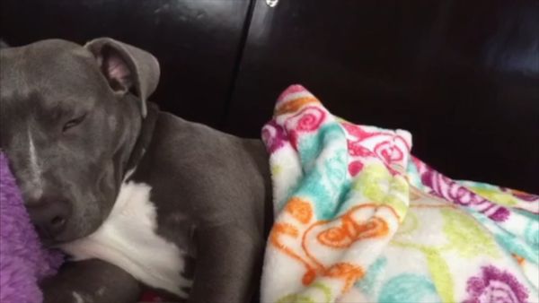 Oh Mi Mascota - Episodio 39