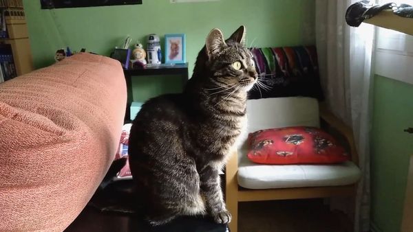 Oh Mi Mascota - Episodio 37