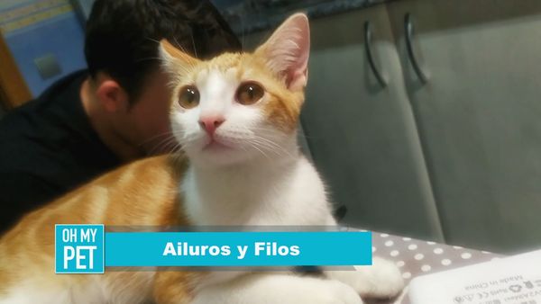 Oh Mi Mascota - Episodio 33