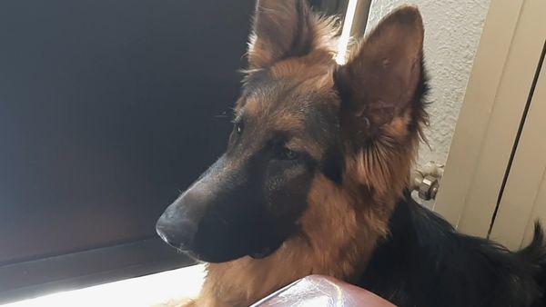 Oh Mi Mascota - Episodio 28