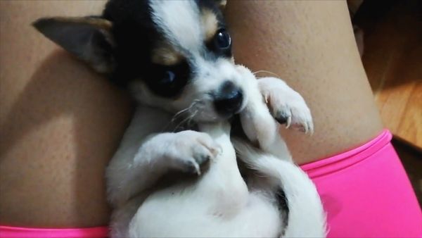 Oh Mi Mascota - Episodio 27