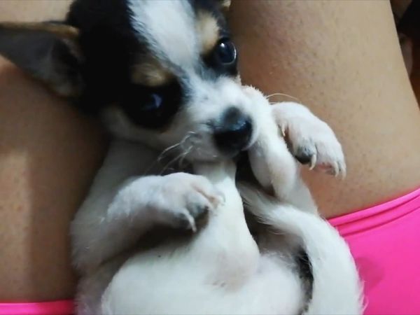Oh Mi Mascota - Episodio 27