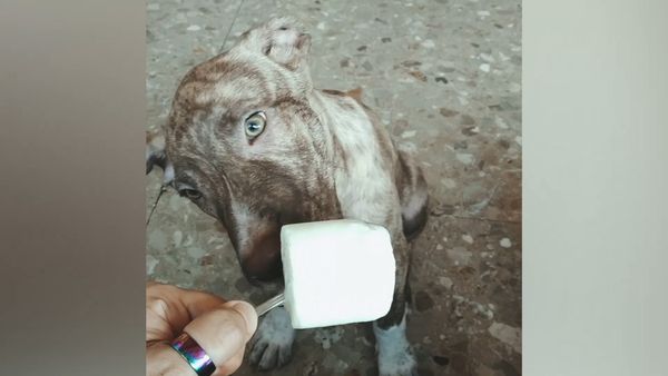 Oh Mi Mascota - Episodio 26