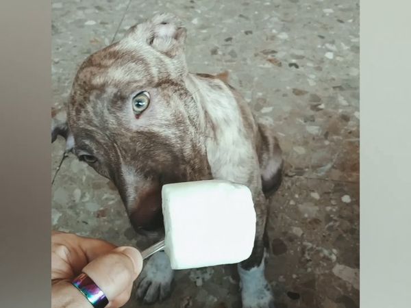Oh Mi Mascota - Episodio 26